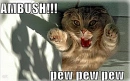 Funny cat