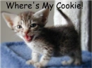 Cat wants cookie