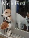 CUTE DOG's