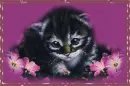 Kitty.