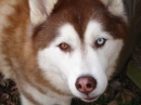 BeAuTiFuL husky