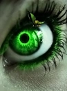 GREEN EYE BUTTERFLY