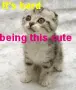 A kitten's life...