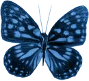 Blue Butterfly