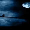night