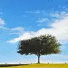 wide open