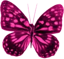 Deeppink Butterfly