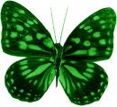 Green Butterfly