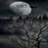 night