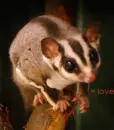 sugar gliders means love <33