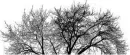 Black&White GothicTree