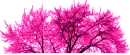DeepPink E*Mo Tree