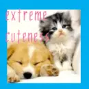 extreme cuteness