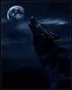 dark wolf