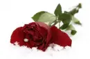 red rose in the snow