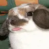 tongue