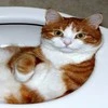 kitty