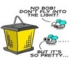 flies