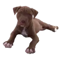 A DOG