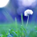 dandelion