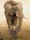 elephants