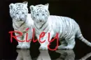riley