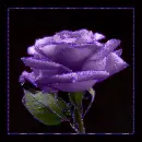 Purple Rose
