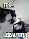 funny cat