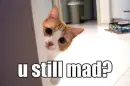 Cute cat