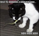 FUnny cat