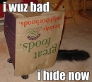 Funny cat