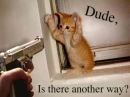 funny kittin