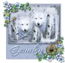 white wolves