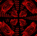 red rose