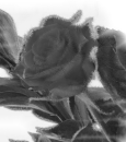 gray rose