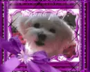 Puppy Says Hello