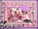 Puppy Hugs N Kisses