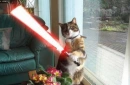 kitty