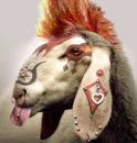 The Punk Goat