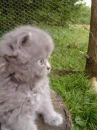 fluffy dog or cat, who knows it...