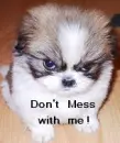 angry dog