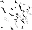birds