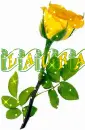 Laura`s yellow rose