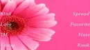 Pink flower