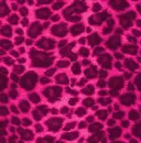 cheeta
