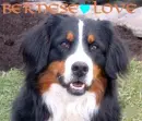 bernese