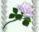 lavander rose