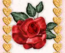red rose