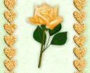yellow rose