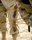 Two Camel Spiders